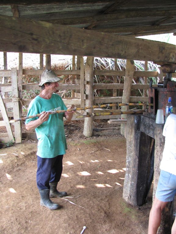 Feeding cane into the grinder. (Category:  Travel)