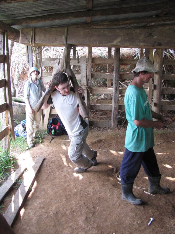 Andrew grinding sugar cane. (Category:  Travel)