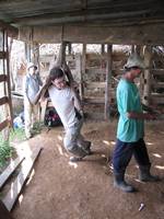 Andrew grinding sugar cane. (Category:  Travel)