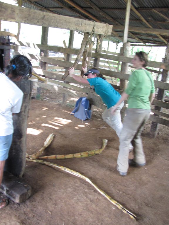 Tara grinding sugar cane. (Category:  Travel)