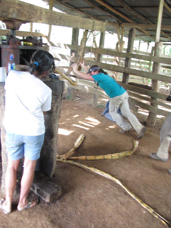 Tara grinding sugar cane. (Category:  Travel)