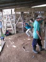 Tara grinding sugar cane. (Category:  Travel)