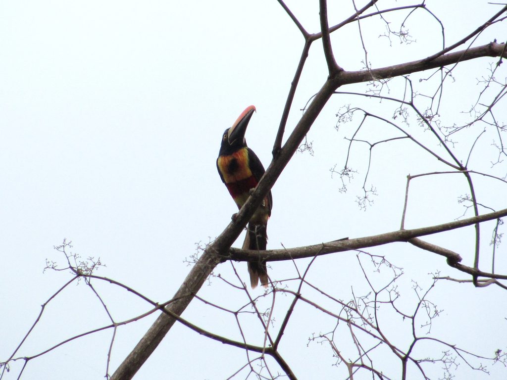 Fiery-billed Aracari (Category:  Travel)