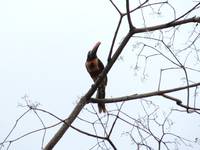 Fiery-billed Aracari (Category:  Travel)