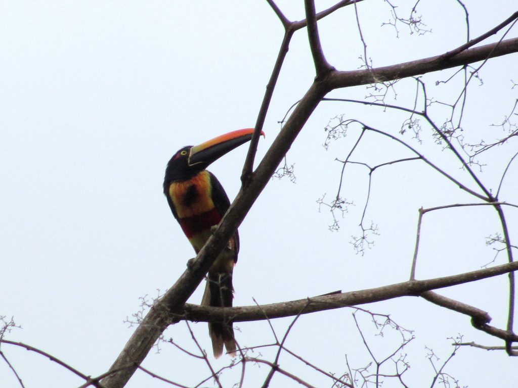 Fiery-billed Aracari (Category:  Travel)