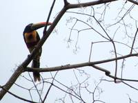 Fiery-billed Aracari (Category:  Travel)