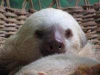 Rescue sloth (Category:  Travel)