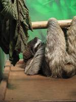 Rescue sloth (Category:  Travel)