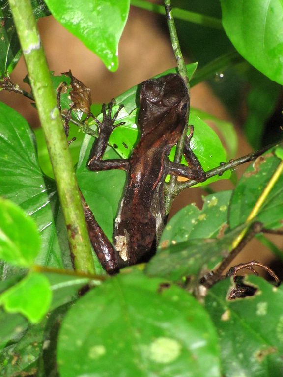 Lizard of some sort. (Category:  Travel)