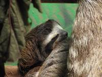 Rescue sloth (Category:  Travel)