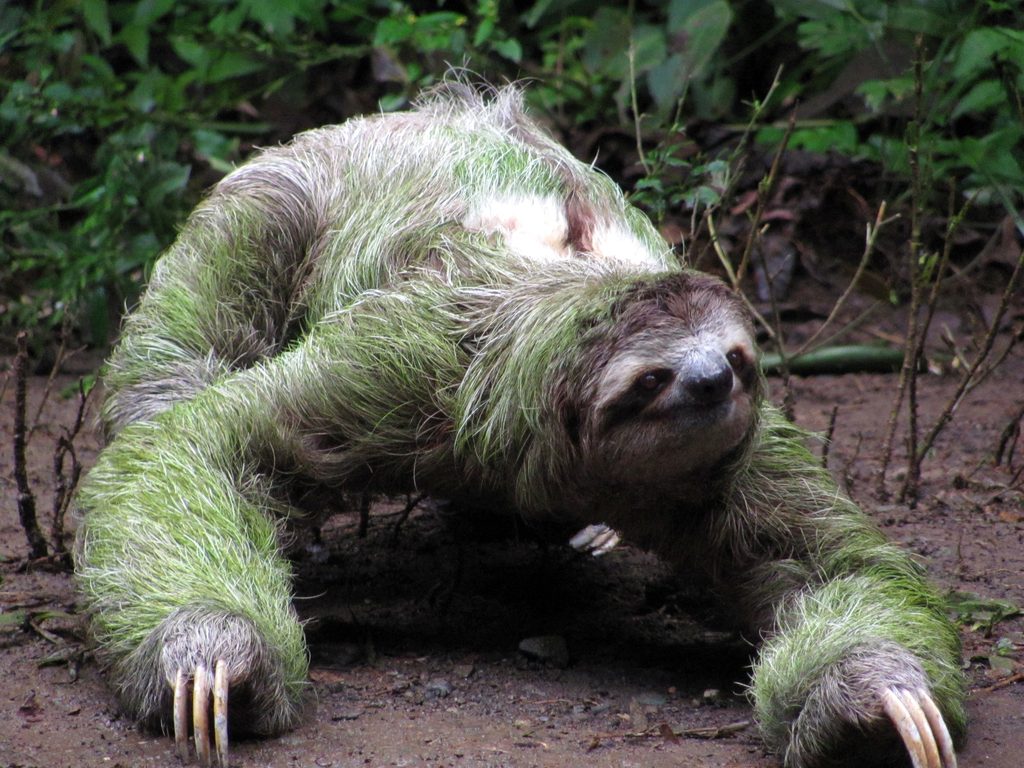 Sloth crossing the trail! (Category:  Travel)