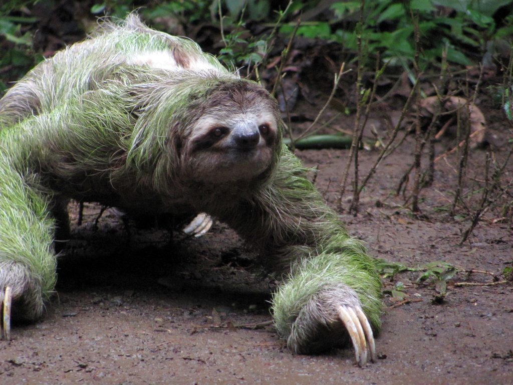 Sloth crossing the trail! (Category:  Travel)