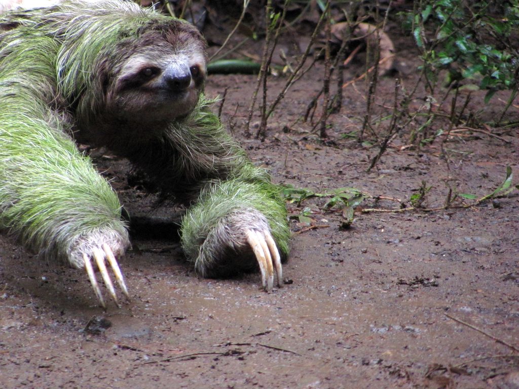 Sloth crossing the trail! (Category:  Travel)