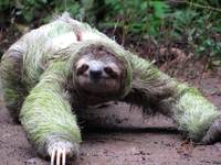 Sloth crossing the trail! (Category:  Travel)