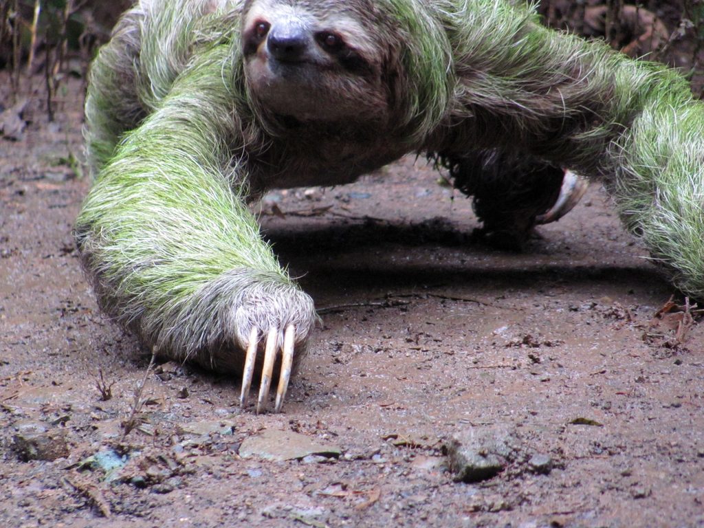 Sloth crossing the trail! (Category:  Travel)