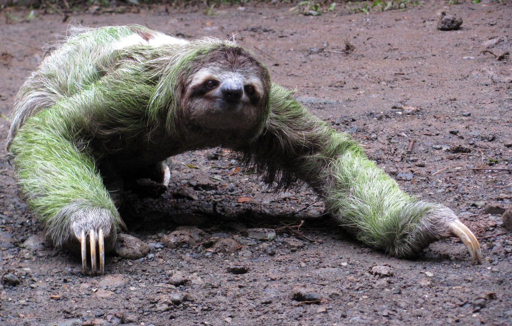 Sloth crossing the trail! (Category:  Travel)