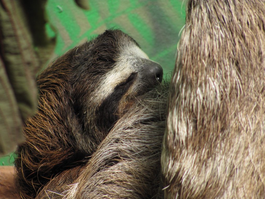 Rescue sloth (Category:  Travel)