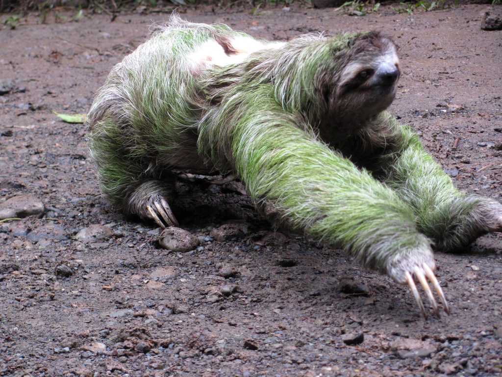 Sloth crossing the trail! (Category:  Travel)