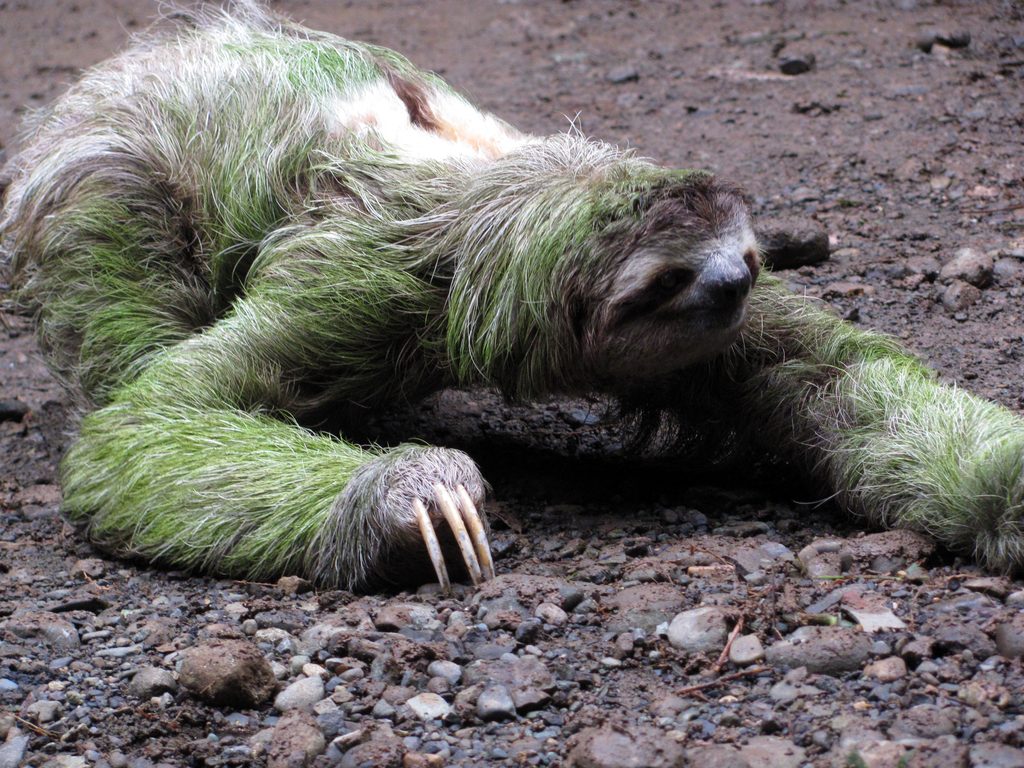 Sloth crossing the trail! (Category:  Travel)