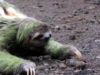 Sloth crossing the trail! (Category:  Travel)