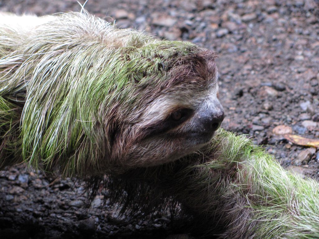 Sloth crossing the trail! (Category:  Travel)