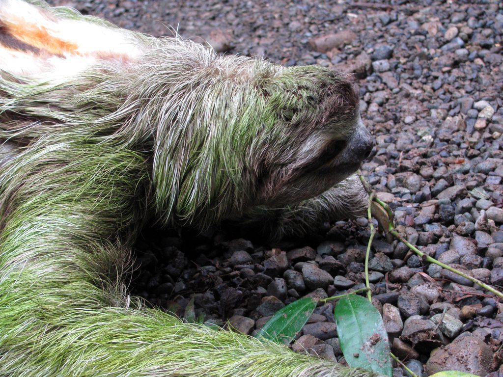 Sloth crossing the trail! (Category:  Travel)