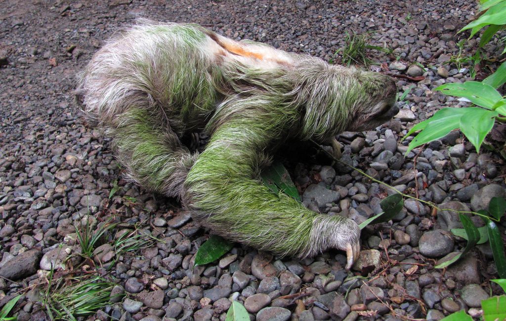 Sloth crossing the trail! (Category:  Travel)