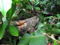 Sloth crossing the trail! (Category:  Travel)