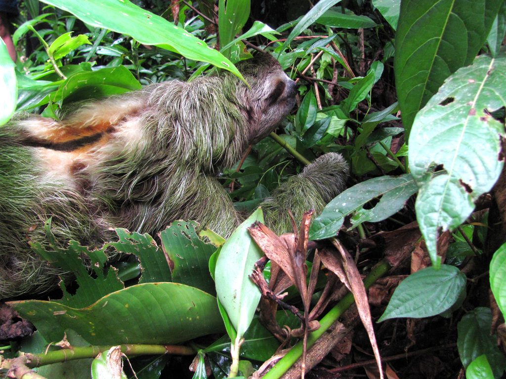 Sloth crossing the trail! (Category:  Travel)