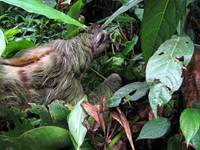 Sloth crossing the trail! (Category:  Travel)