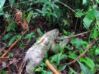 Sloth crossing the trail! (Category:  Travel)