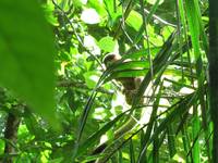 Squirrel monkey (Category:  Travel)