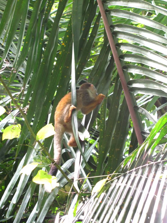 Squirrel monkey (Category:  Travel)