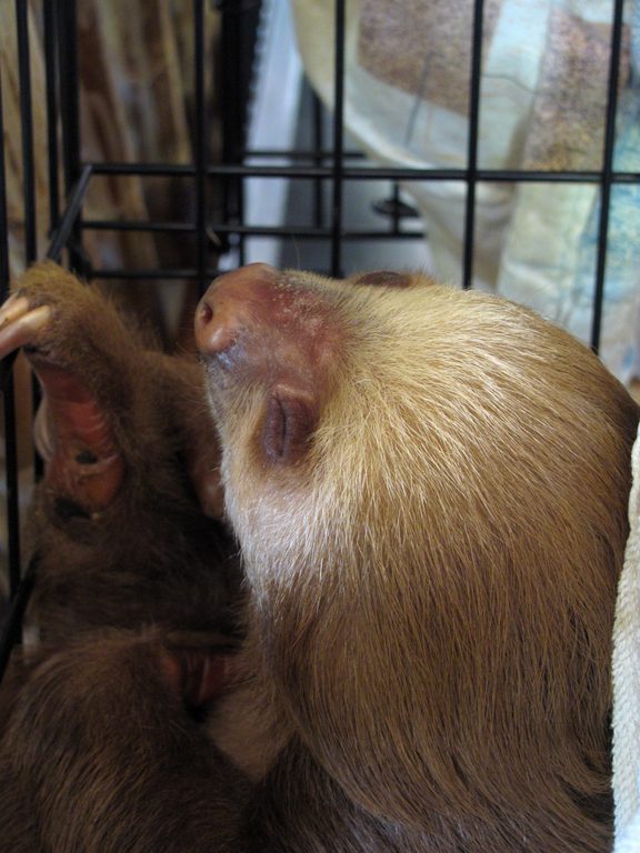 Baby sloths! (Category:  Travel)