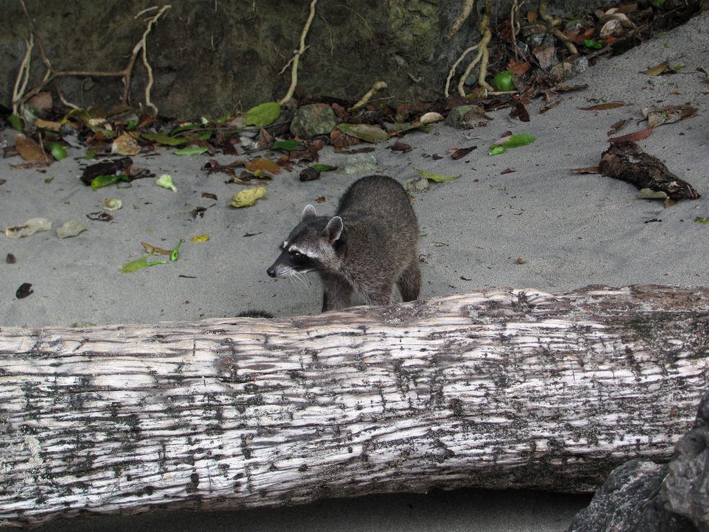 Raccoon (Category:  Travel)