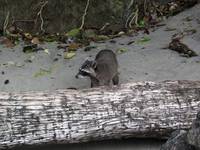 Raccoon (Category:  Travel)