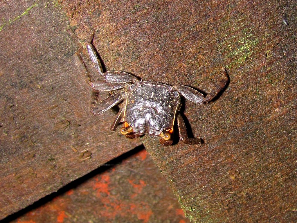 This crab was hanging out on a bridge. (Category:  Travel)