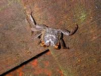 This crab was hanging out on a bridge. (Category:  Travel)