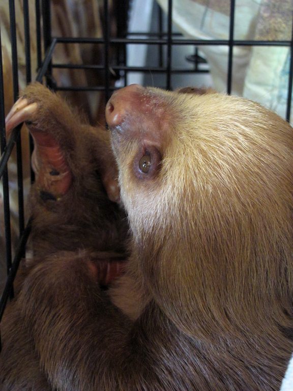 Baby sloths! (Category:  Travel)