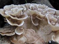 Mushrooms (Category:  Travel)