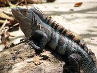 Ctenosaur with really cool coloring. (Category:  Travel)