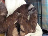 Baby sloths! (Category:  Travel)