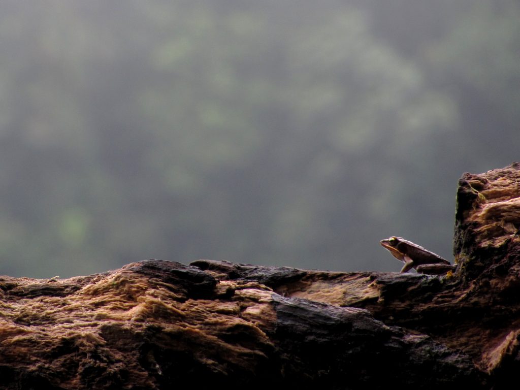 Frog (Category:  Travel)