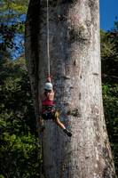 Wesley climbing the big Ceiba. (Category:  Travel)