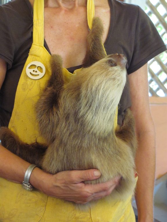 Baby sloths! (Category:  Travel)