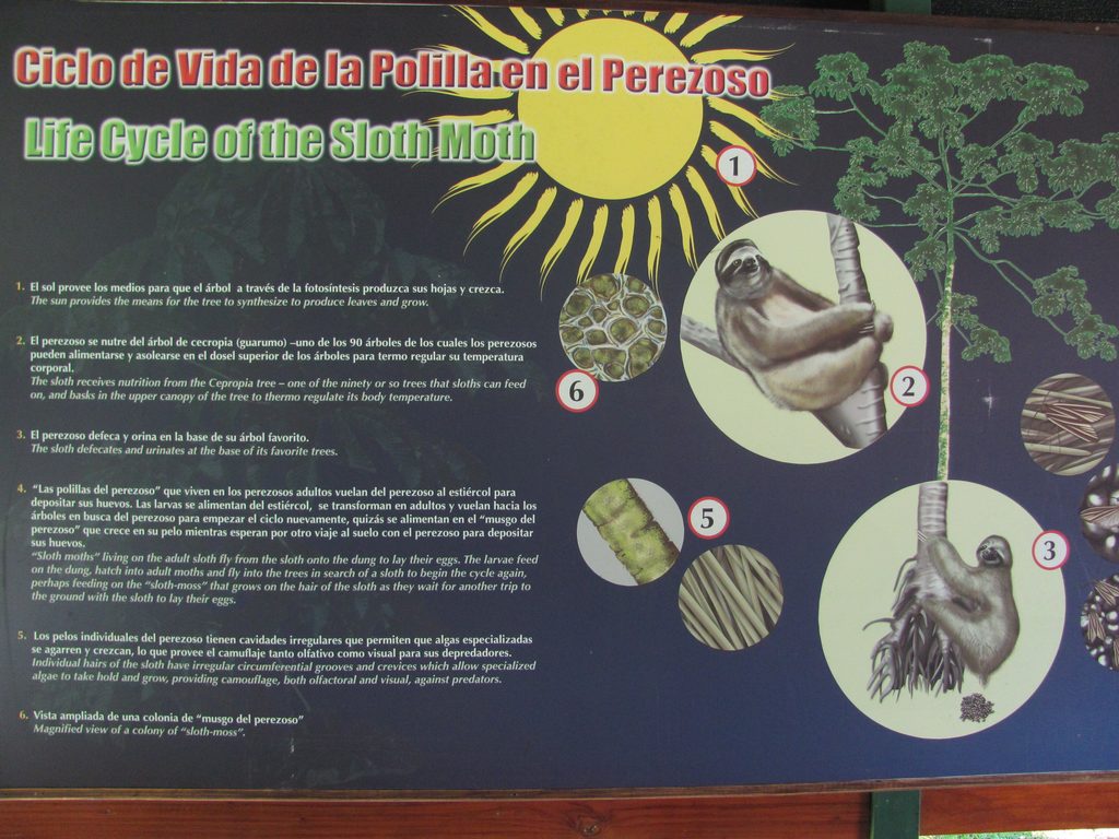 Sloth facts (Category:  Travel)