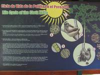 Sloth facts (Category:  Travel)