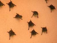 Bats (Category:  Travel)