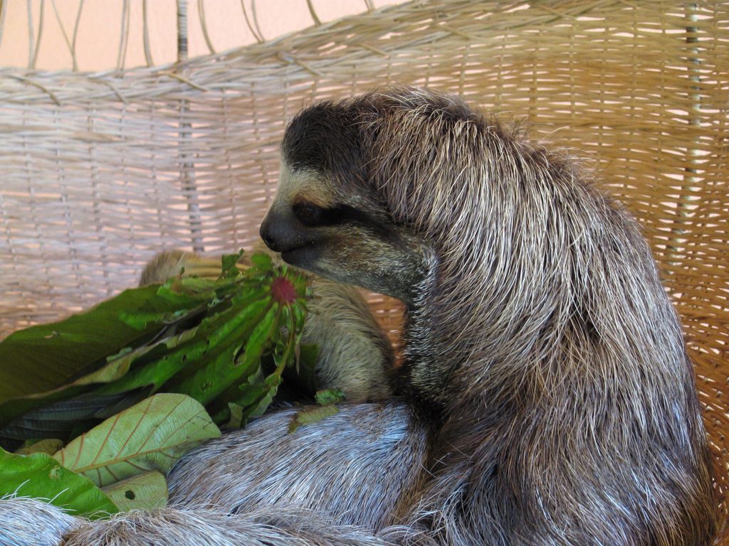 Buttercup getting noms. (Category:  Travel)