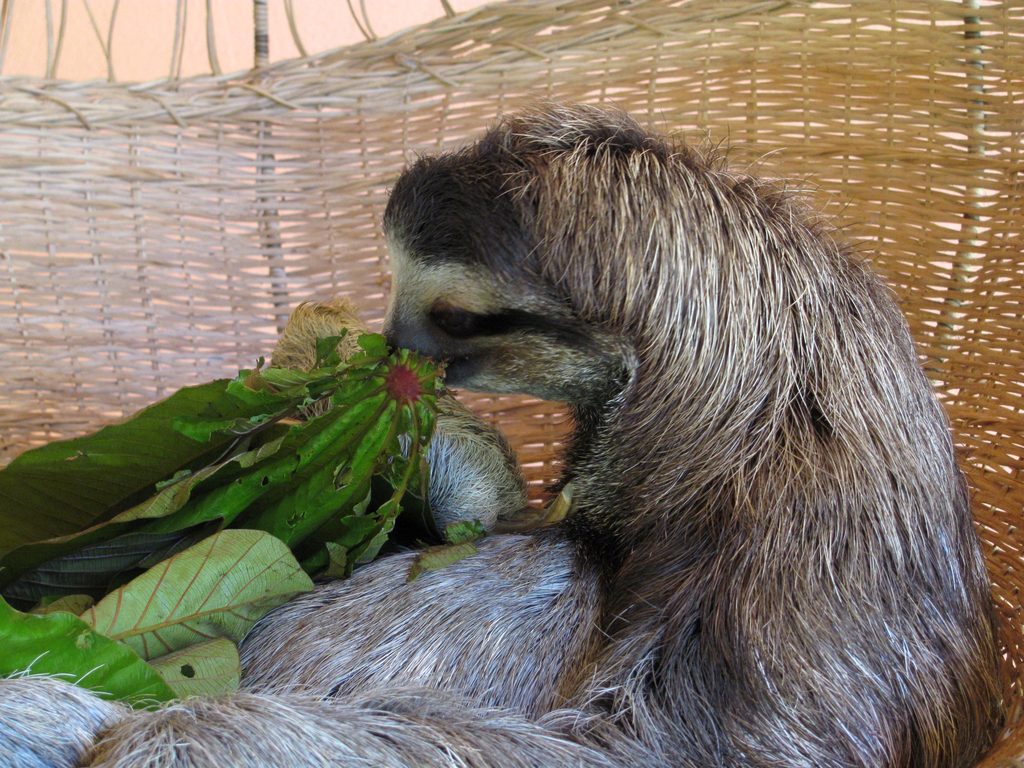 Buttercup getting noms. (Category:  Travel)